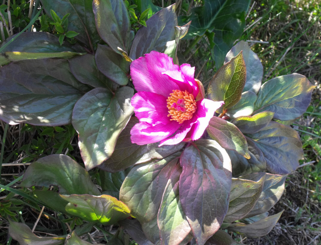 Paeonia mascula